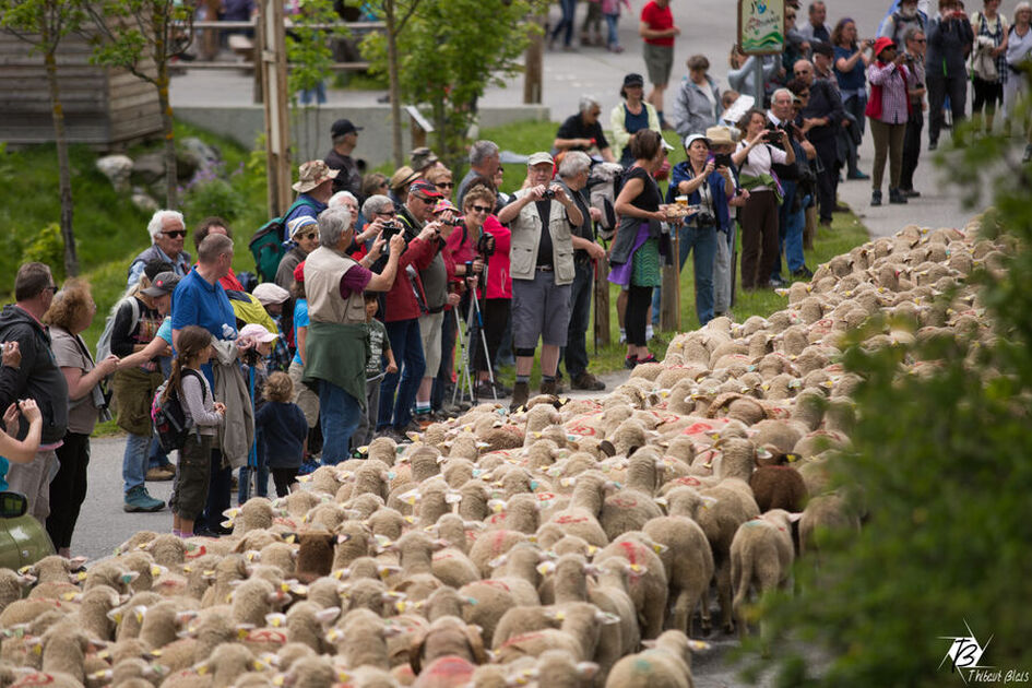 © Fête de la Transhumance - Névache - T.BLAIS