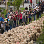 © Fête de la Transhumance - Névache - T.BLAIS