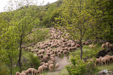 © Fête de la Transhumance - T.BLAIS