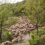 © Fête de la Transhumance - T.BLAIS