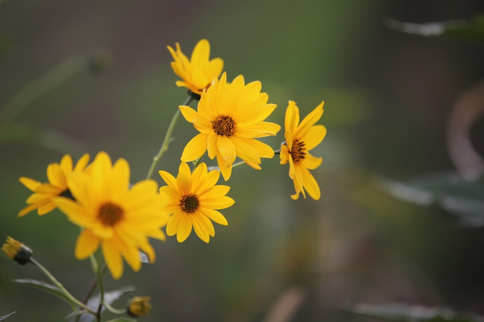 Fleurs d'Arnica sur le sentier ethnobotanique du Pied du Col à Villar d'arène