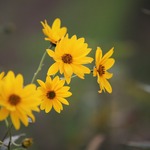 Fleurs d'Arnica sur le sentier ethnobotanique du Pied du Col à Villar d'arène