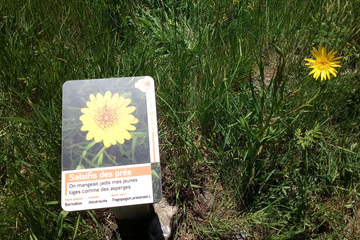 © Panneau plantes comestibles - OT Hautes Vallées