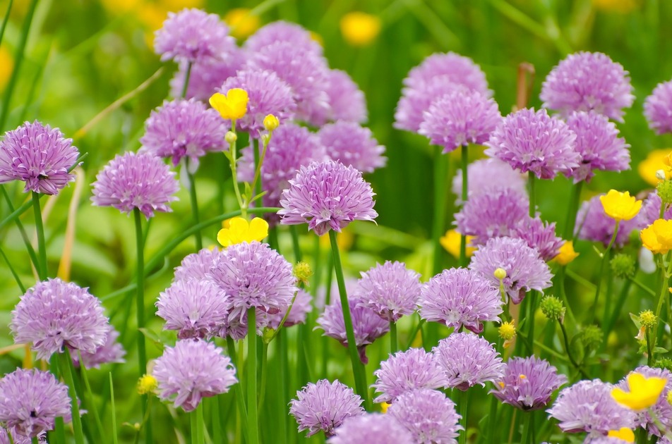 Fleurs de ciboulette sur le sentier ethnobotanique de La Grave