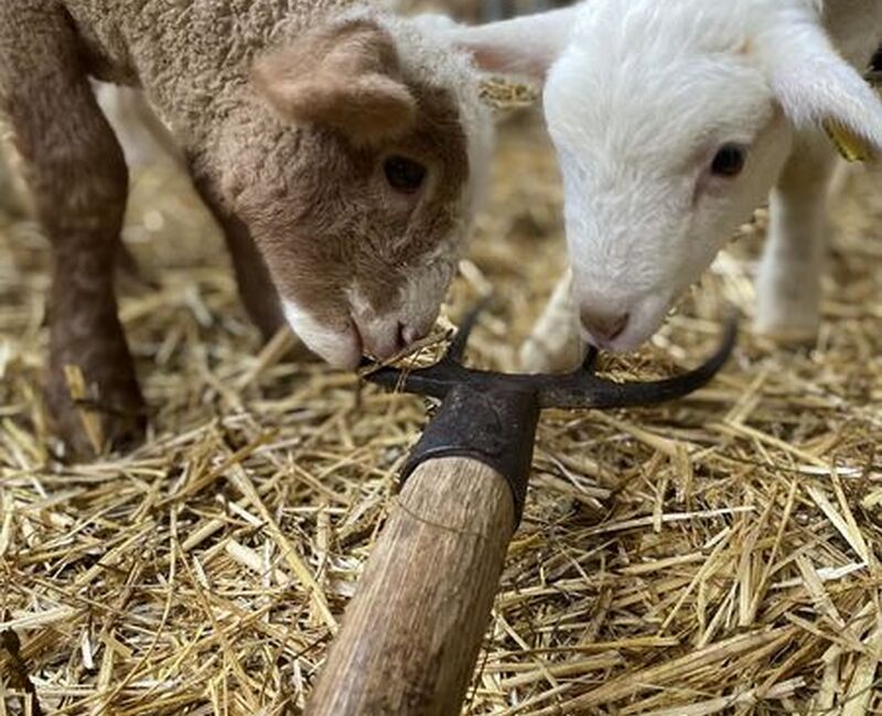 Ferme pédagogique La Maison des Bêtes à laine