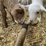 © La ferme pédagogique La Maison des Bêtes à laine - La maison des bêtes à laine