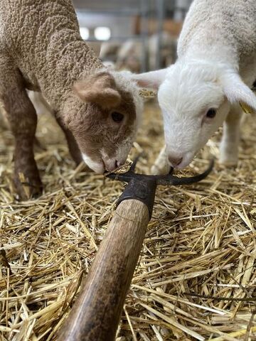© La ferme pédagogique La Maison des Bêtes à laine - La maison des bêtes à laine