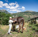 © Rentre dans la peau du fermier pour s'occuper des bêtes - Alpes Photographies