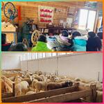 © Visite pédagogiques - La maison des bêtes à laine