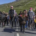 © montée des vaches-Villar d'Arène - Pat DOMEYNE