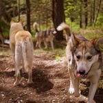 © Balade en forêt - Sophie Quinones