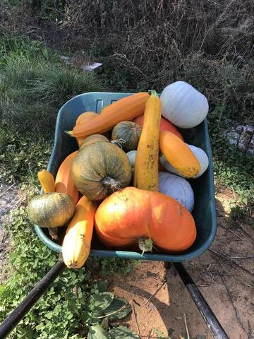 © Courges - Ferme de la Clarée