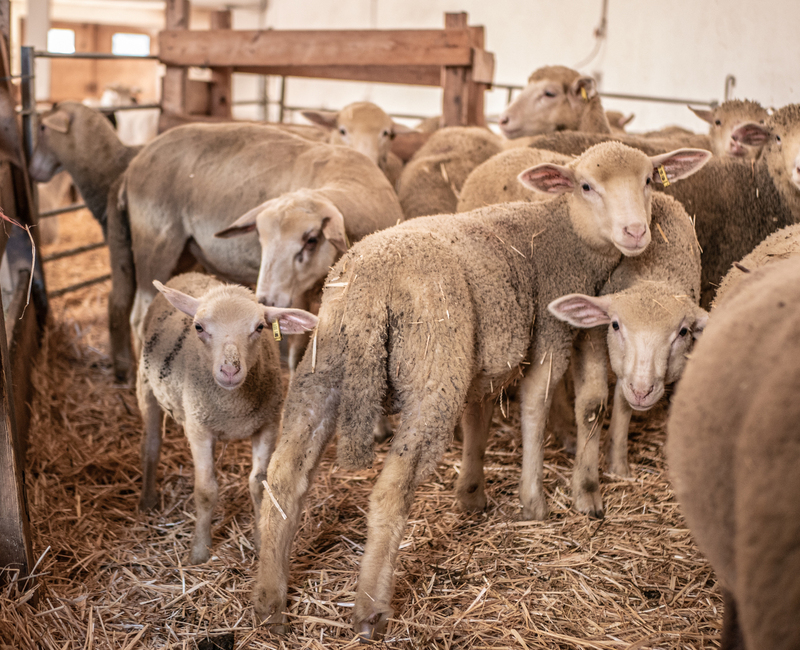 Ferme pédagogique La Maison des Bêtes à laine