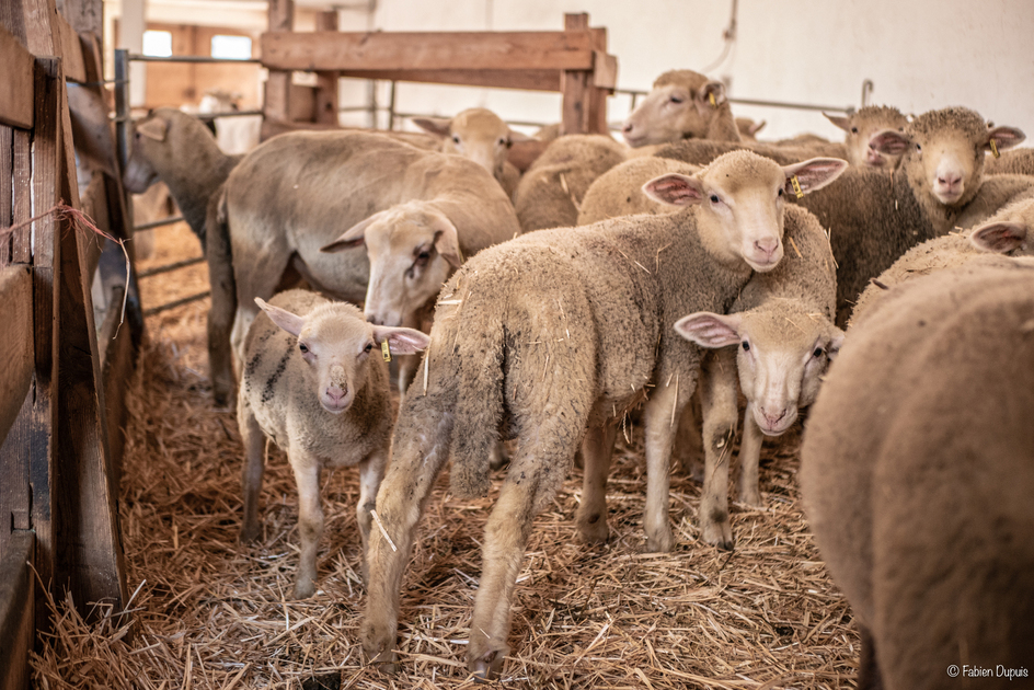 © Ferme pédagogique La Maison des Bêtes à laine_Cervières - Fabien Dupuis