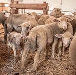 © Ferme pédagogique La Maison des Bêtes à laine_Cervières - Fabien Dupuis