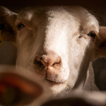 © Ferme pédagogique La Maison des Bêtes à laine_Cervières - Fabien Dupuis