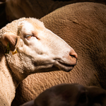 © Ferme pédagogique La Maison des Bêtes à laine_Cervières - Fabien Dupuis