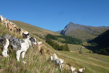 © Brunet Gaec du Lasseron à Cervières - G.DuLasseron