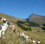 © Brunet Gaec du Lasseron à Cervières - G.DuLasseron