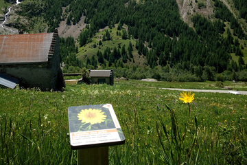 © Sentier plantes comestibles - OT Hautes Vallées