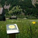 © Sentier plantes comestibles - OT Hautes Vallées