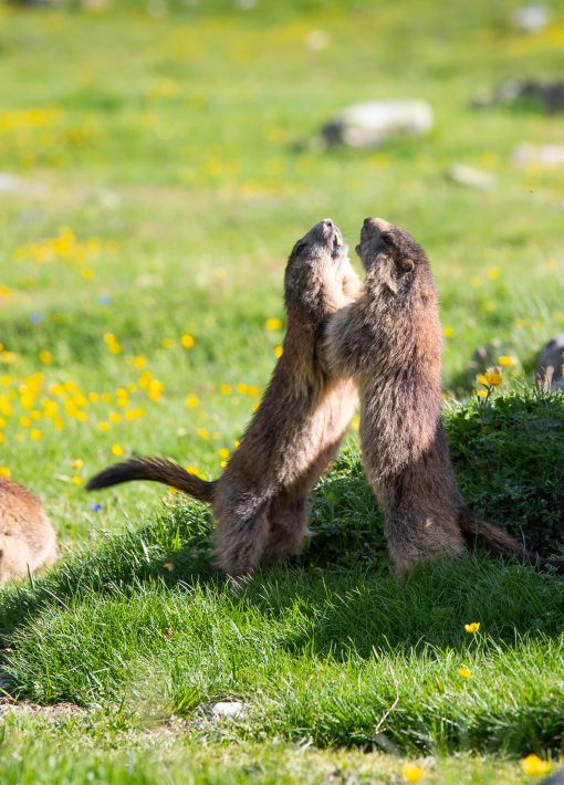 Marmottes - Sentier des crevasses © T. Blais