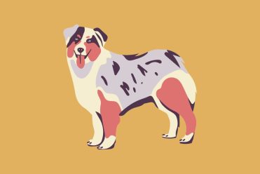 Illustration d'un chien