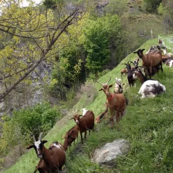 Chèvres Ferme des Molières © OT Hautes Vallées