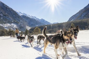 CHIENS DE TRAÎNEAU EN CLARÉE, AU CŒUR DES HAUTES-ALPES