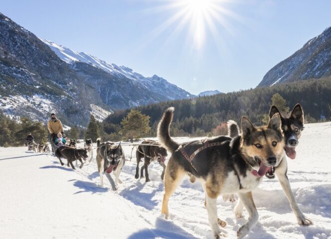 Chiens de traineaux Névache- ©T.BLAIS