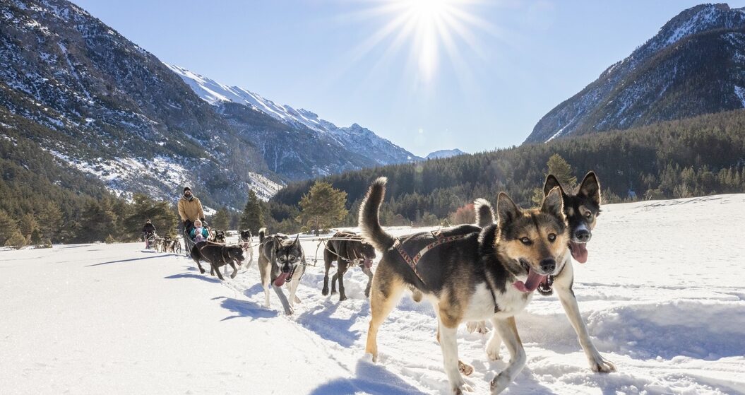 Chiens de traineaux Névache- ©T.BLAIS