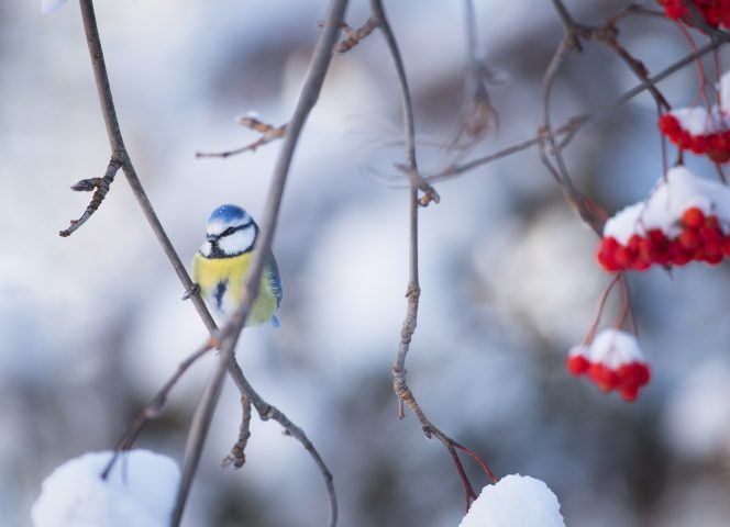 faune mésange a nevache ©Thibaut Blais