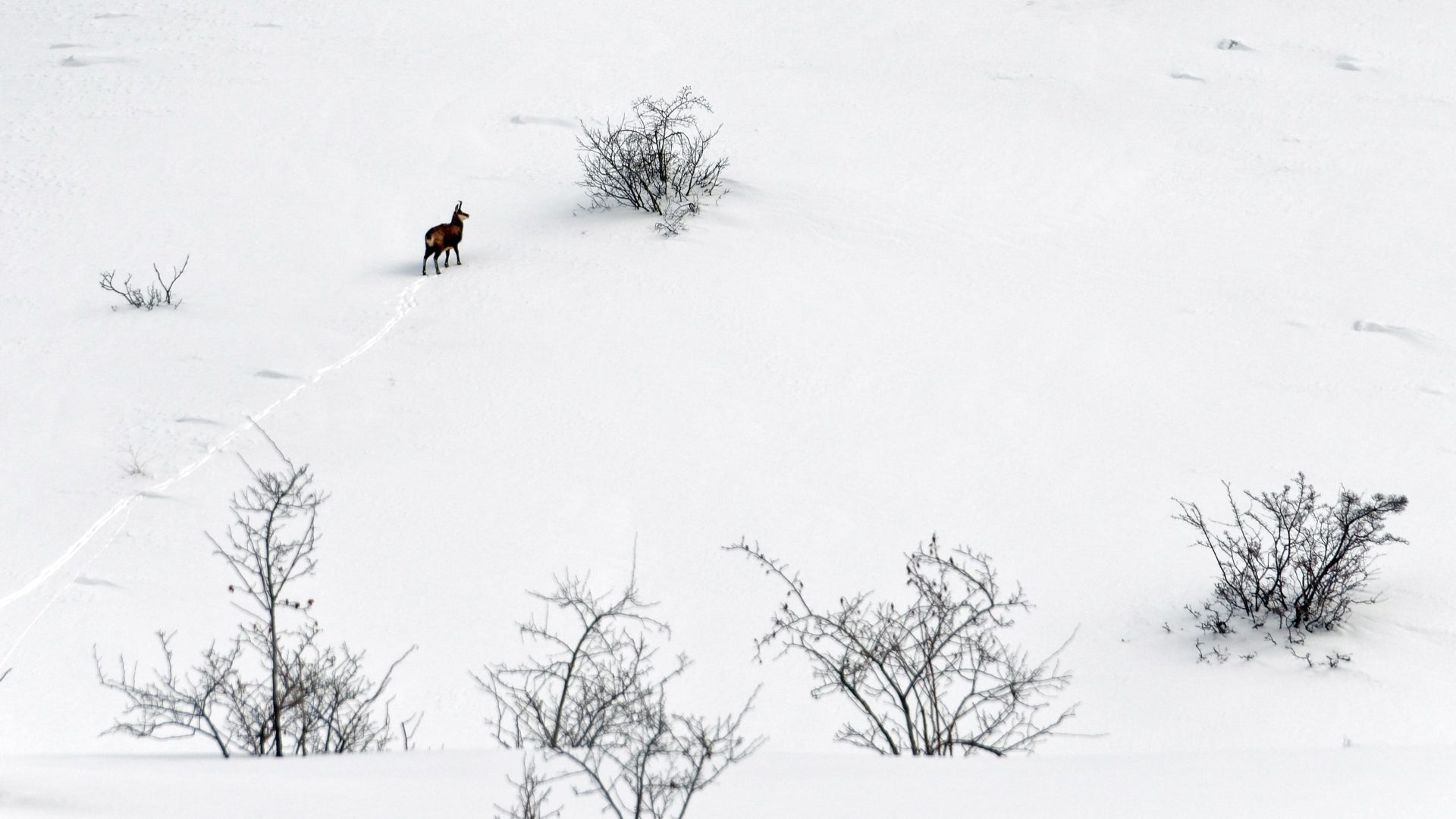 Chamois dans la neige ©MDucoux