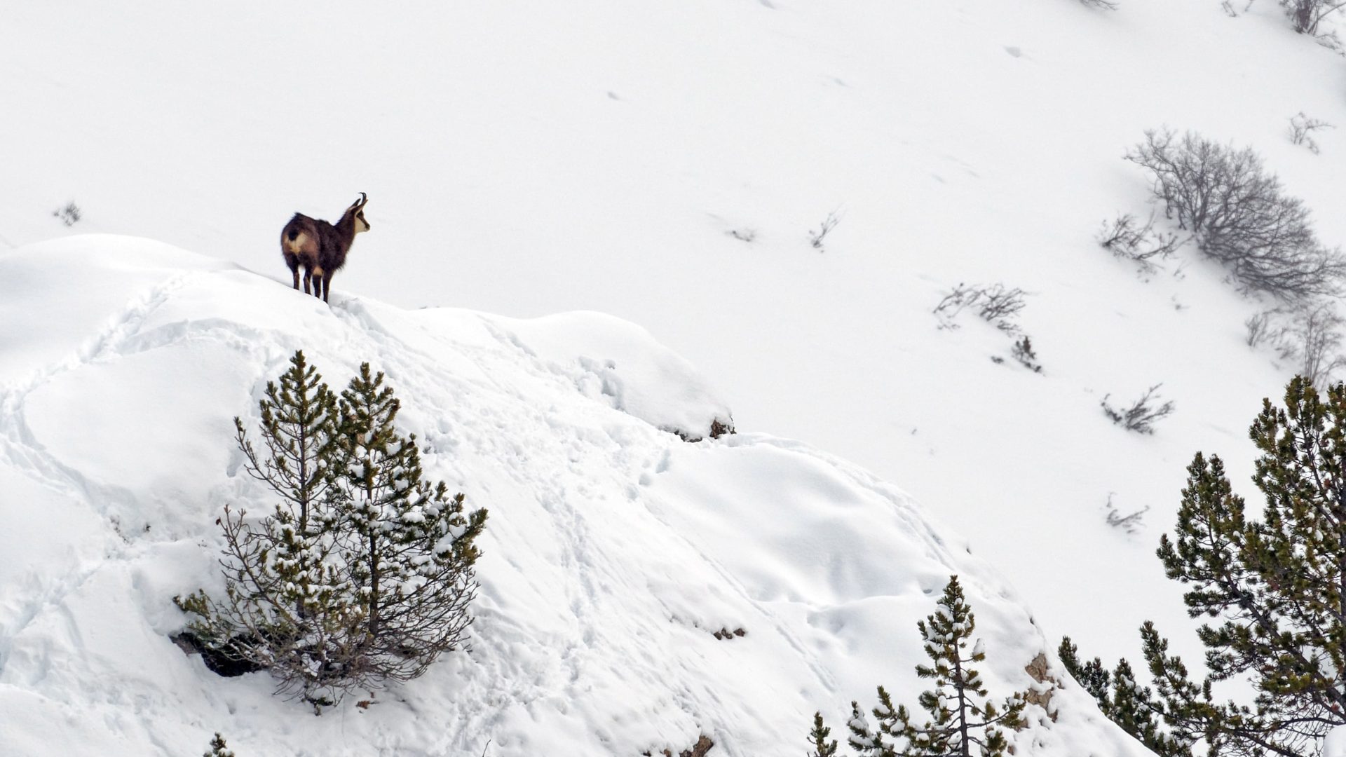 faune Chamois dans la neige ©MDucoux