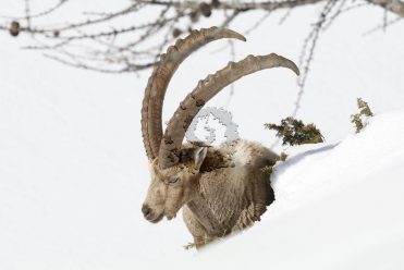 faune Bouquetin dans la neige ©Cyril Coursier Parc National des Ecrins