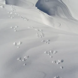 Traces de lièvre dans la neige ©Fiona Guffroy
