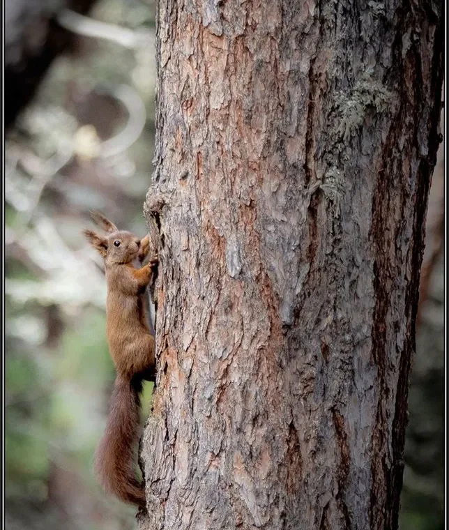 Écureuil roux - P.Poiré