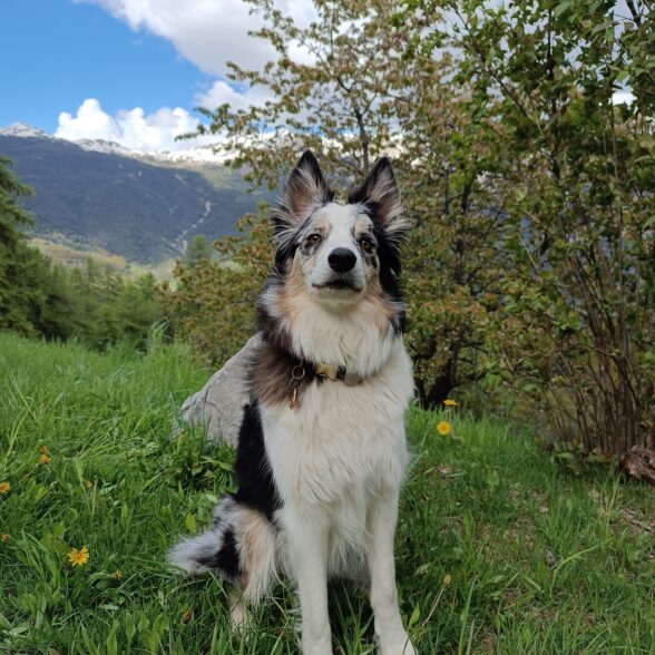 Chien de conduite - Chamerlat L.