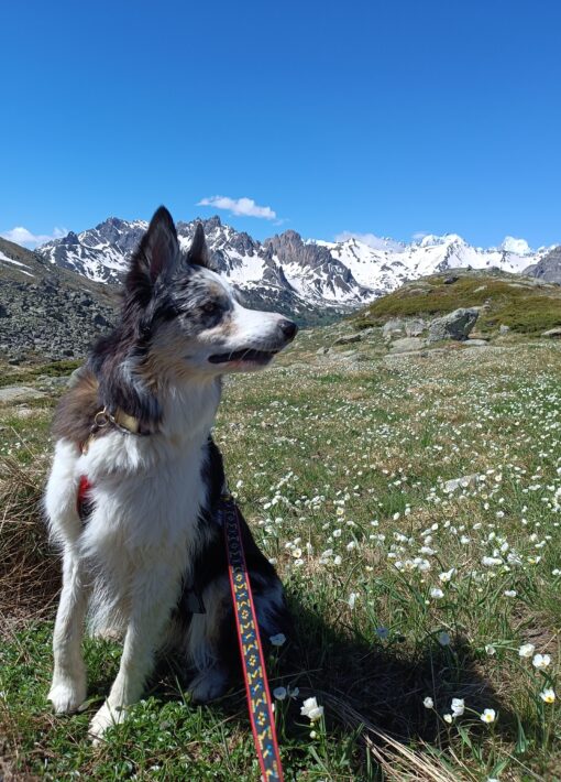 Randonnée chien Clarée - Laury Chamerlat