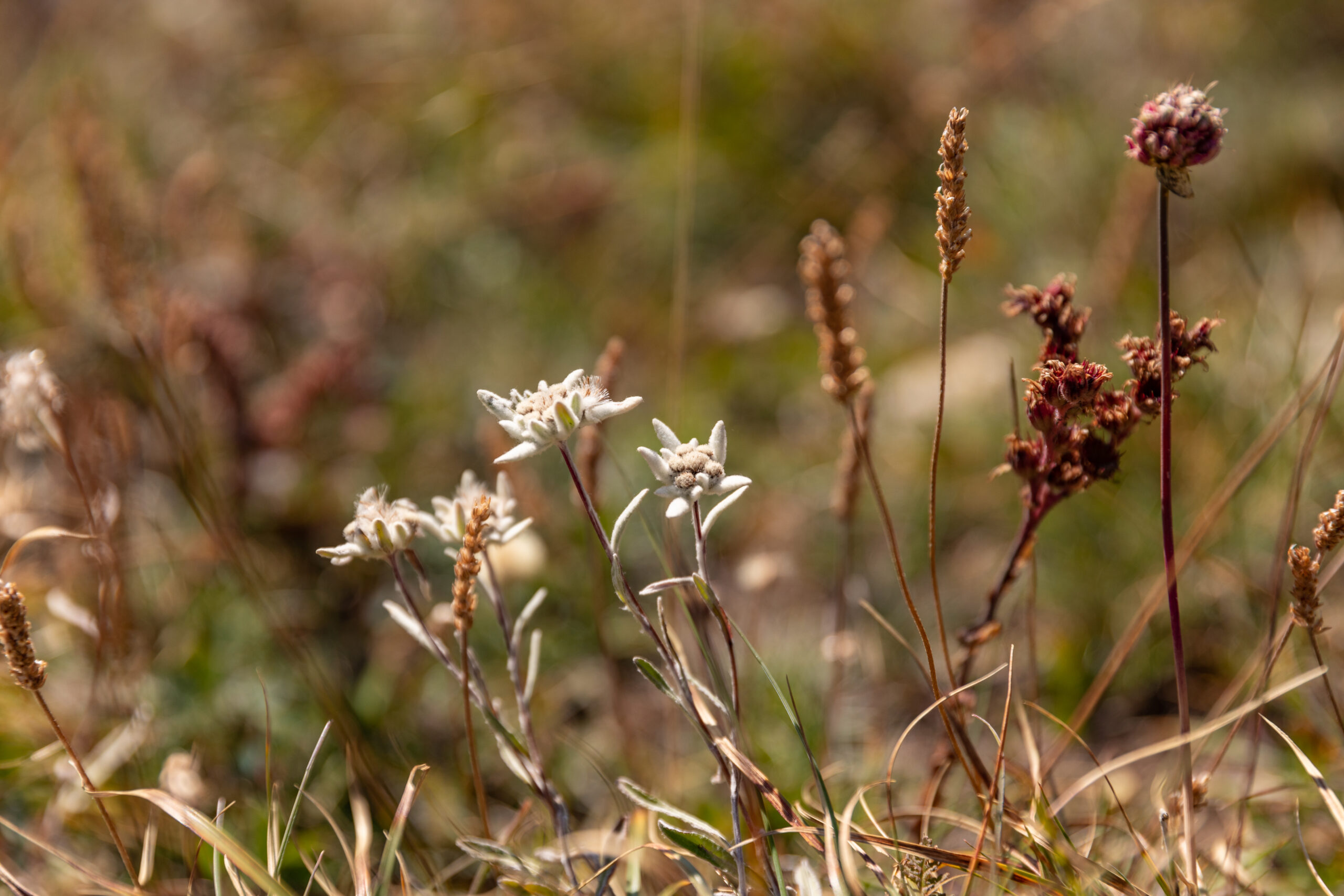 Itinera Magica - Edelweiss - Flore