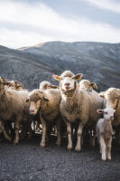 Troupeau mouton Alpes Photographie