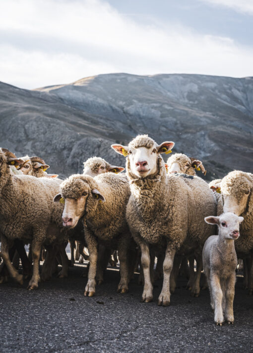 Troupeau mouton Alpes Photographie