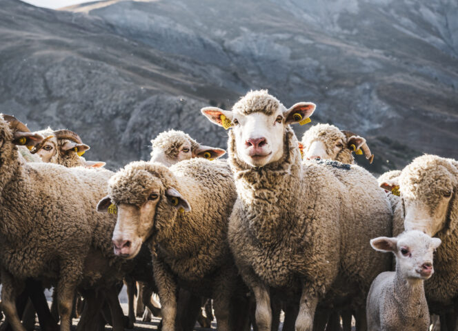 Troupeau mouton Alpes Photographie