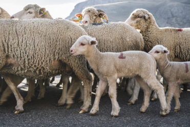 Troupeau mouton Alpes Photographie