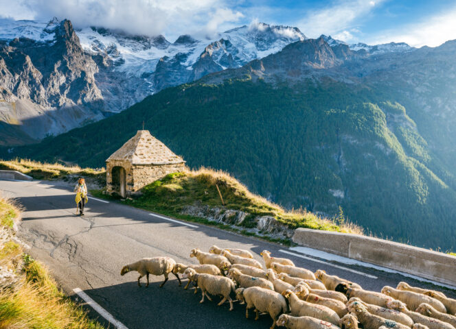 Chazelet La grave les Hameaux troupeau mouton ©Alpes Photographies