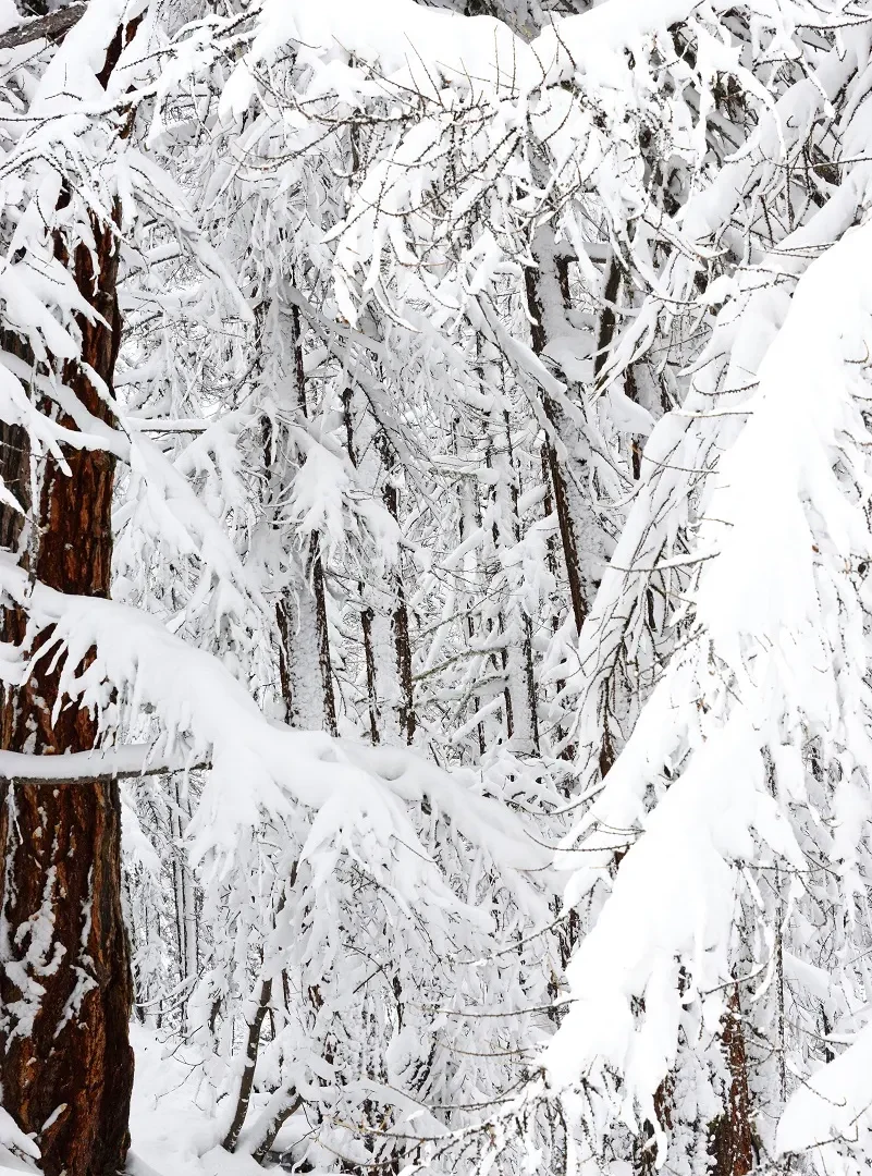 Forêt enneigée © M. Ducroux