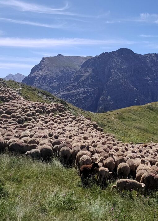 Berger moutons fonts de cervières - Laury Chamerlat