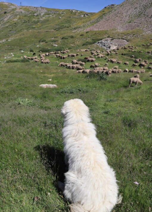 Bergers, patout à Cervières ©L.Chamerlat