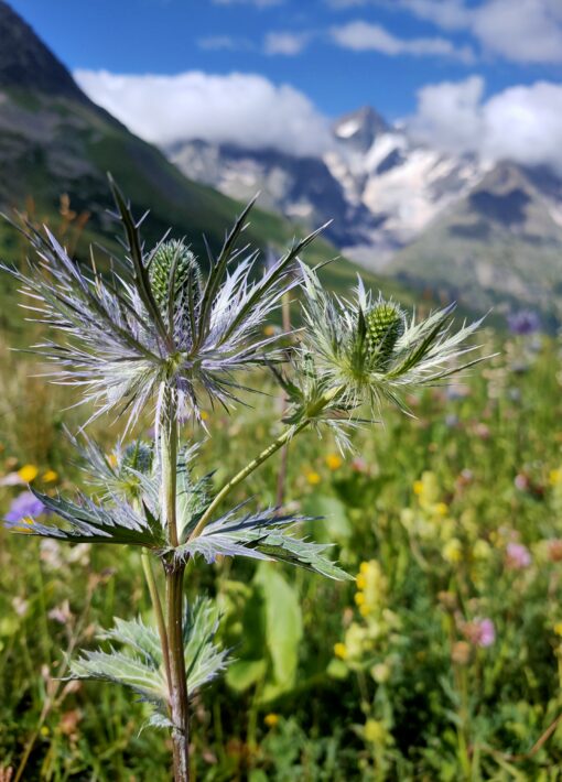 ardin-du-Lautaret-©Laury-Chamerlat