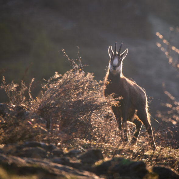 Chamois